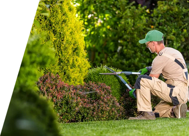 tree surgeon wilmslow
